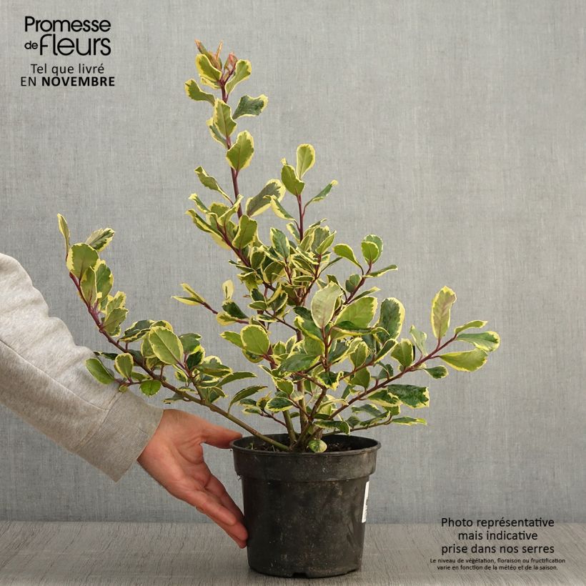 Esemplare di Ilex Golden King - Agrifoglio Vaso da 2L/3L come consegnato in autunno