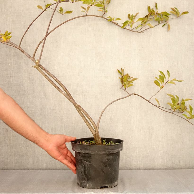 Esemplare di Ilex verticillata Oosterwijk (femmina) Vaso da 4L/5L consegnato in estate