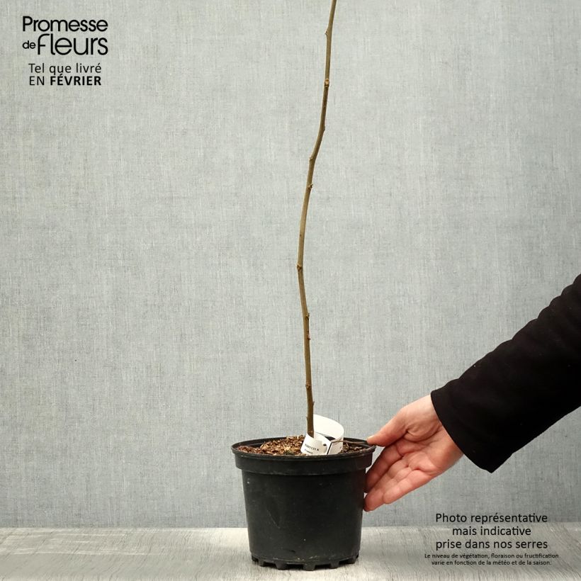 Hovenia dulcis - Albero dell'uva passa Vaso da 2L/3L esemplare consegnato in inverno