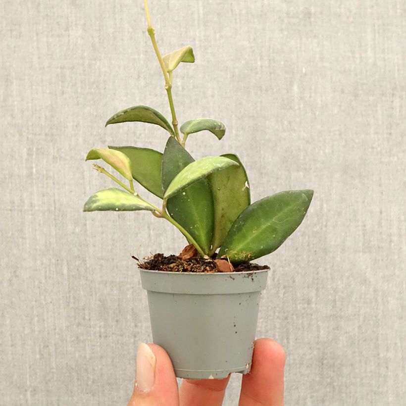 Esemplare di Hoya burtoniae Variegata - Fiore di cera Mini-plante come consegnato in autunno