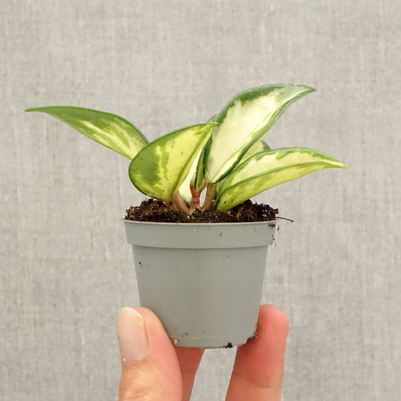 Esemplare di Hoya carnosa Tricolor - Fiore di cera Mini-plante come consegnato in autunno