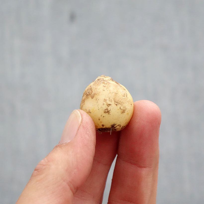 Esemplare di Hyacinthoides non-scripta Alba - Giacinto non-scritto Bulbo taglia 7+ come consegnato in autunno