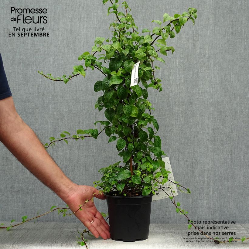 Esemplare di Hydrangea anomala Crug Coral - Ortensia rampicante Vaso da 2L/3L come consegnato in autunno
