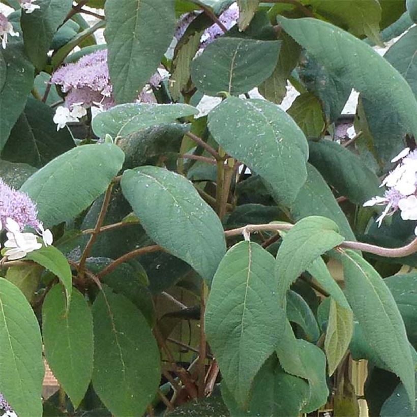 Hydrangea aspera Macrophylla - Ortensia (Fogliame)
