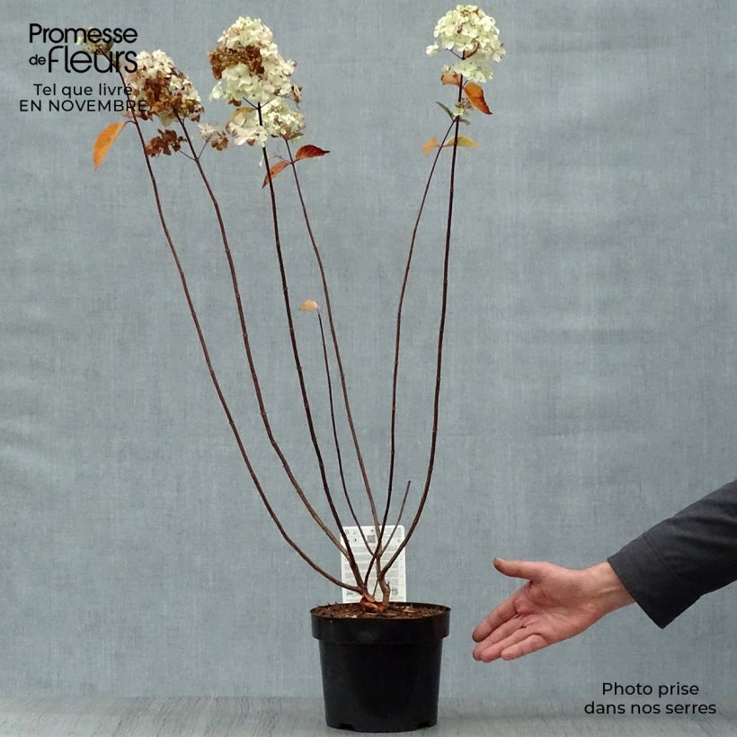 Esemplare di Hydrangea paniculata Fraise Melba - Ortensia paniculata Vaso da 3L/4L come consegnato in autunno