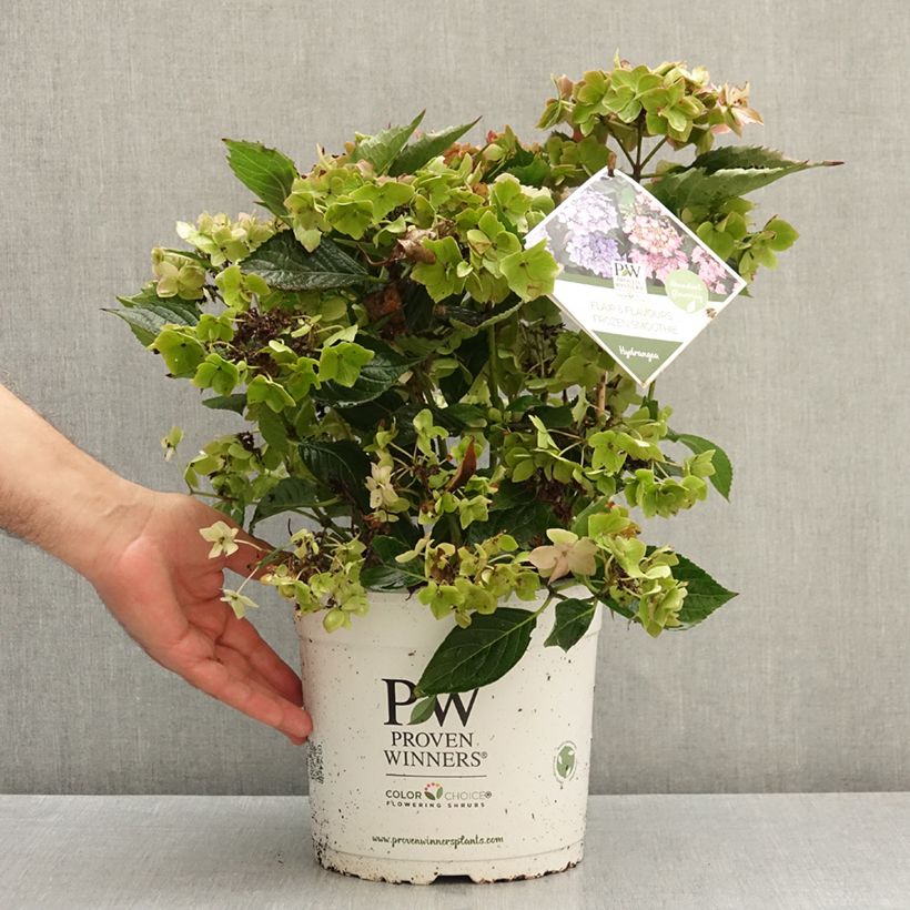 Esemplare di Hydrangea serrata Frozen Smoothie - Ortensia Vaso da 4L/5L come consegnato in autunno