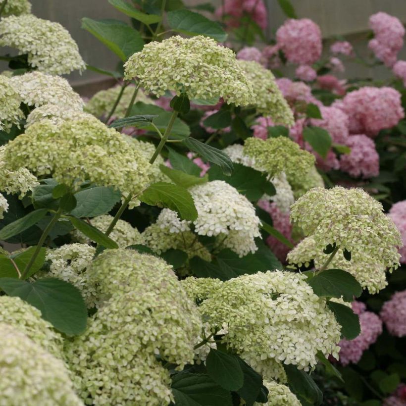 Hydrangea arborescens Lime Rickey - Ortensia (Fioritura)