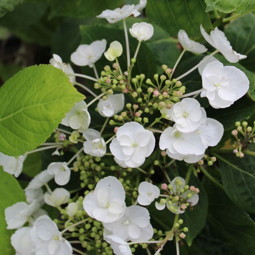 Hydrangea macrophylla Libelle - Ortensia (Fioritura)