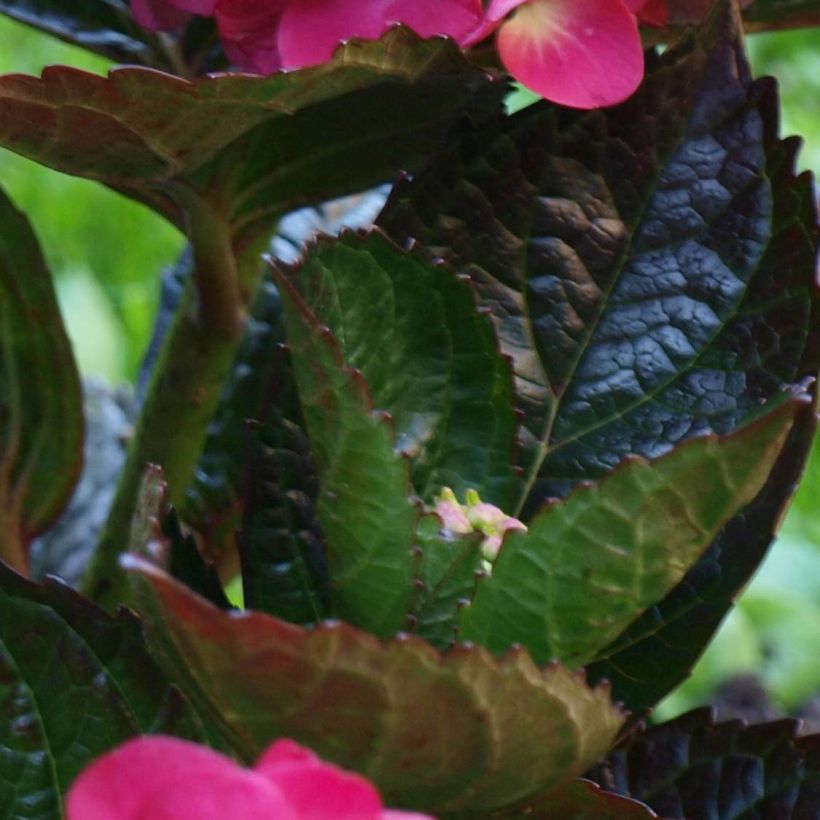 Hydrangea macrophylla Merveille Sanguine - Ortensia (Fogliame)