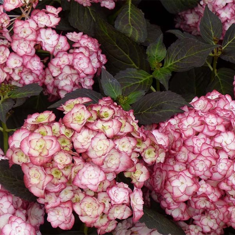 Hydrangea macrophylla Miss Saori - Ortensia (Fioritura)