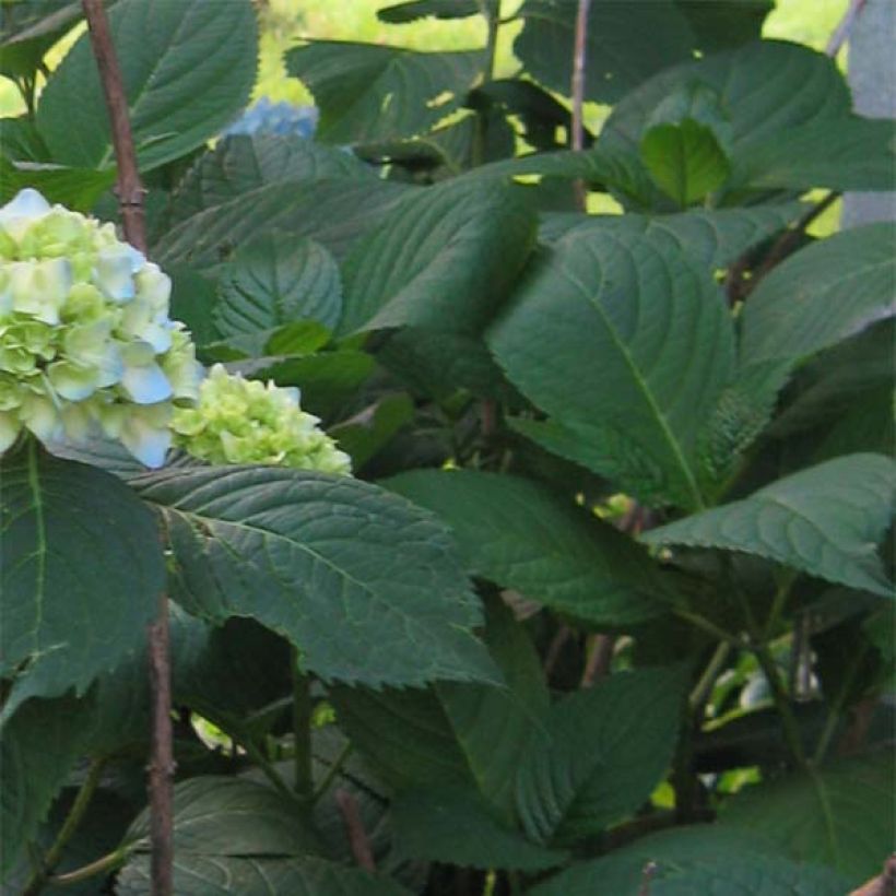Hydrangea macrophylla Nikko Blue - Ortensia (Fogliame)