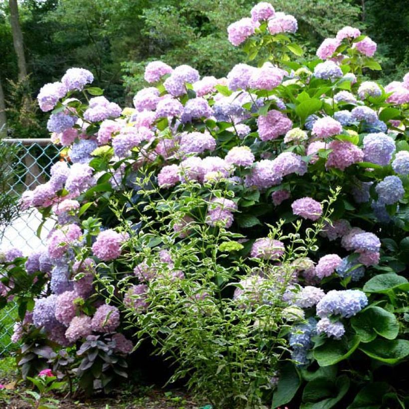 Hydrangea macrophylla Nikko Blue - Ortensia (Porto)