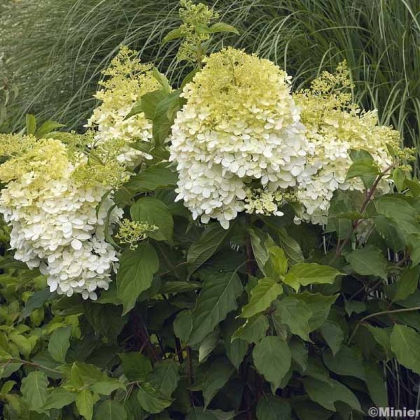Hydrangea paniculata Phantom - Ortensia paniculata (Porto)
