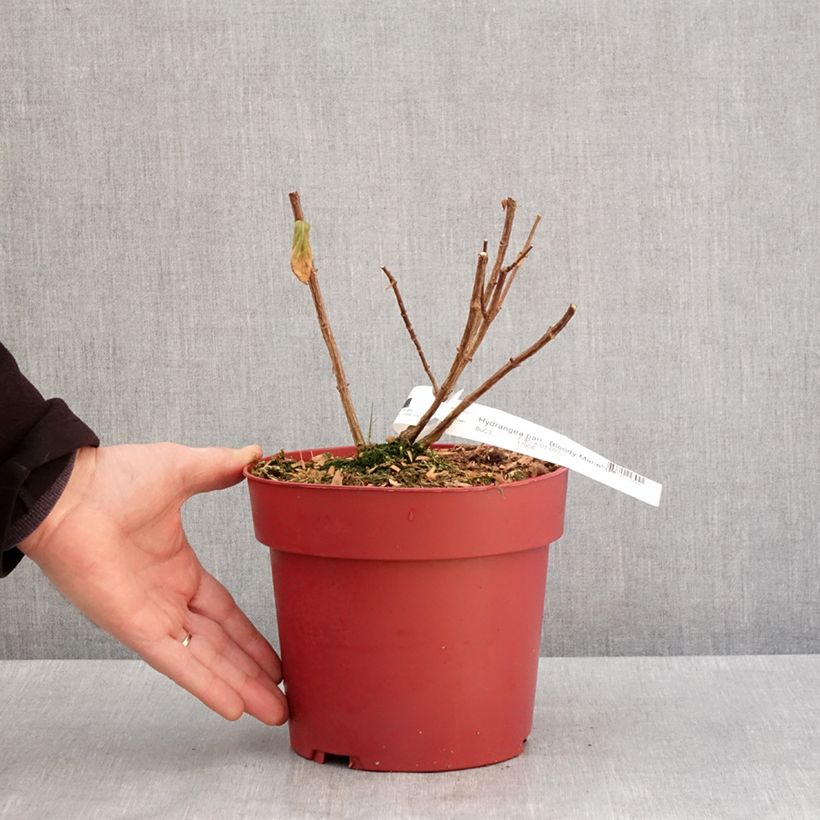 Hydrangea paniculata Bloody Marie - Ortensia paniculata Vaso da 3L/4L esemplare consegnato in inverno