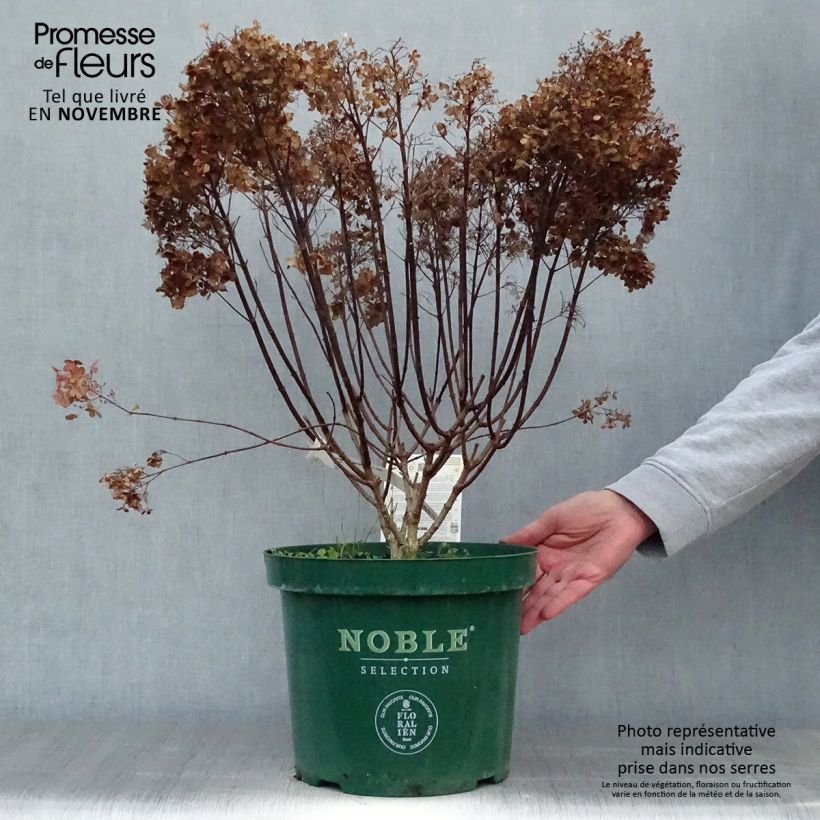 Esemplare di Hydrangea paniculata Bobo - Ortensia paniculata Vaso da 6L/7L come consegnato in autunno
