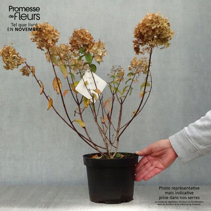 Esemplare di Hydrangea paniculata Bobo - Ortensia paniculata Vaso da 3L/4L come consegnato in autunno