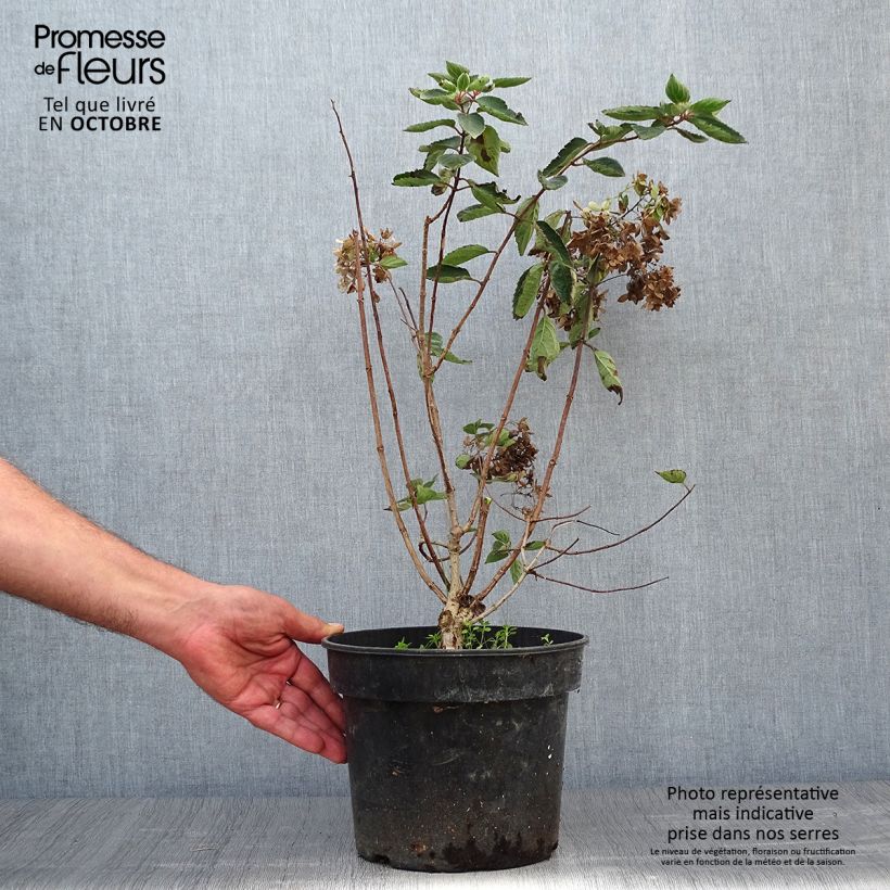 Esemplare di Hydrangea paniculata Bombshell - Ortensia paniculata Vaso da 2L/3L come consegnato in autunno