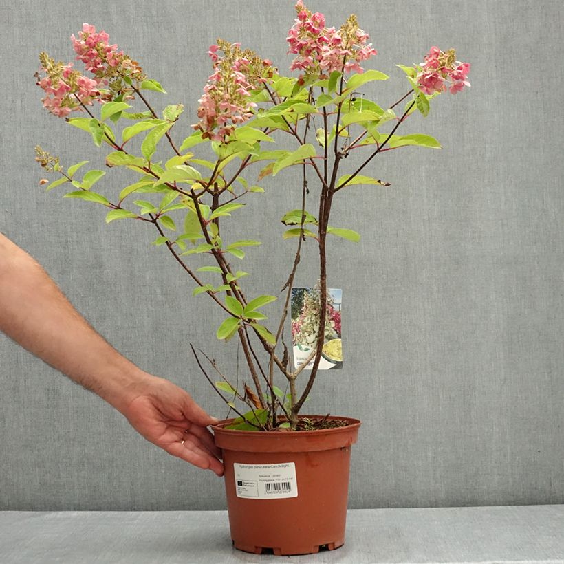 Esemplare di Hydrangea paniculata Candlelight - Ortensia paniculata Vaso da 3L/4L consegnato in estate