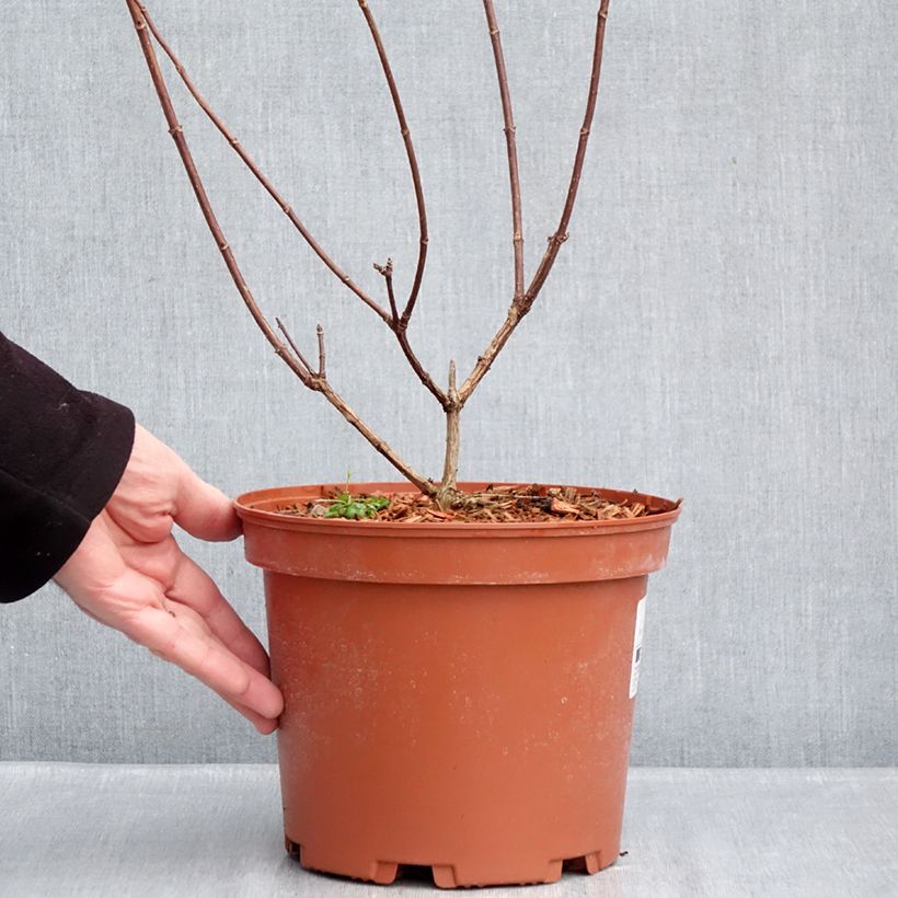 Hydrangea paniculata Candlelight - Ortensia paniculata Vaso da 3L/4L esemplare consegnato in inverno