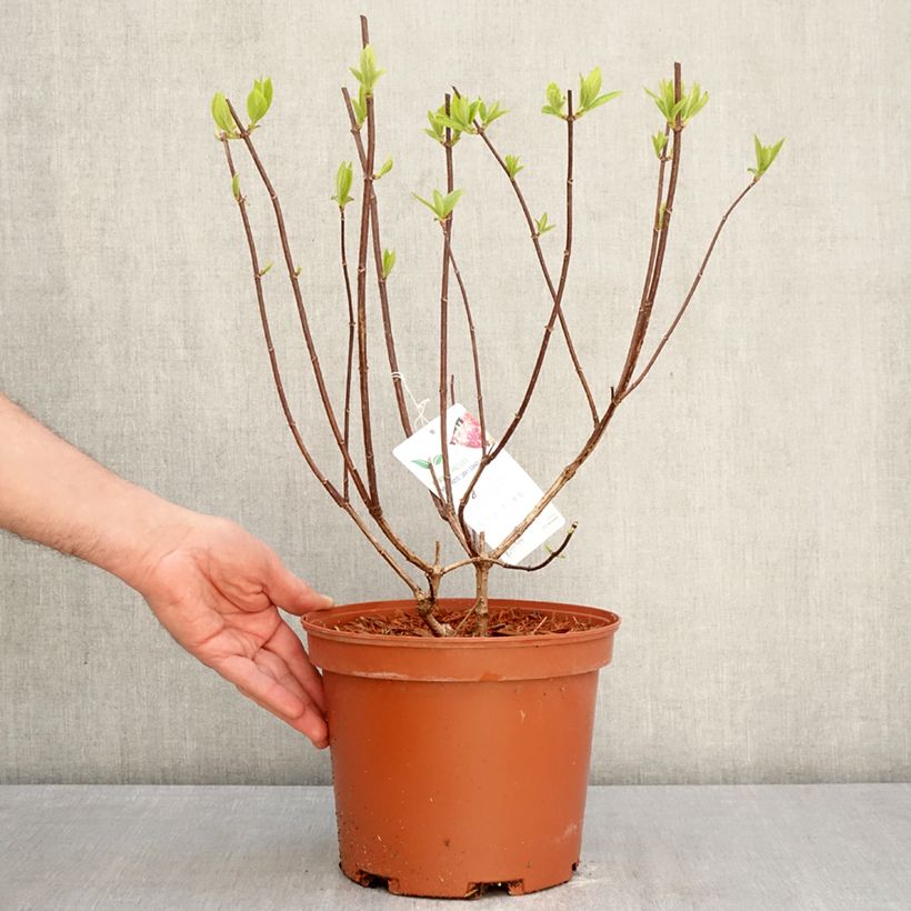 Hydrangea paniculata Candlelight - Ortensia paniculata Vaso da 3L/4L esemplare consegnato in primavera