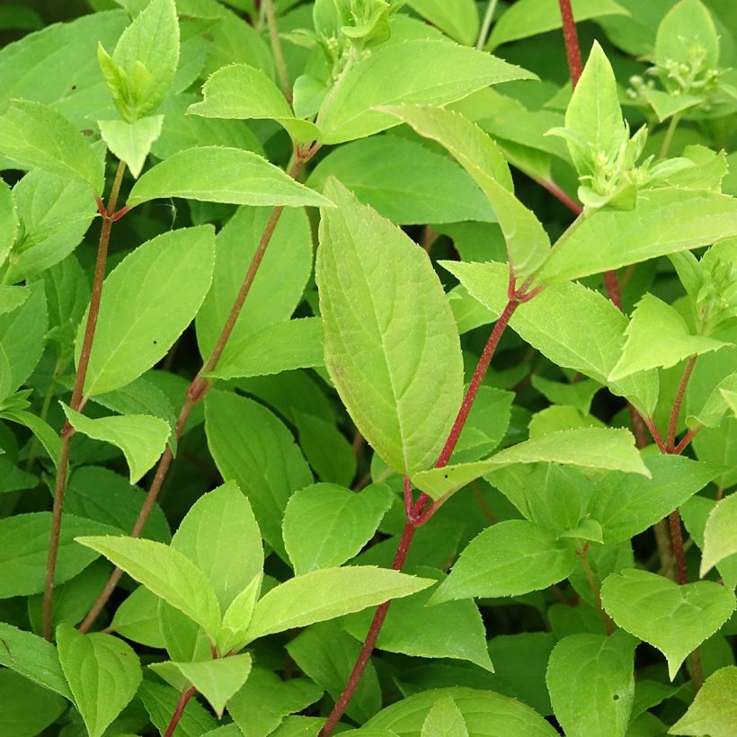 Hydrangea paniculata Confetti - Ortensia paniculata (Fogliame)