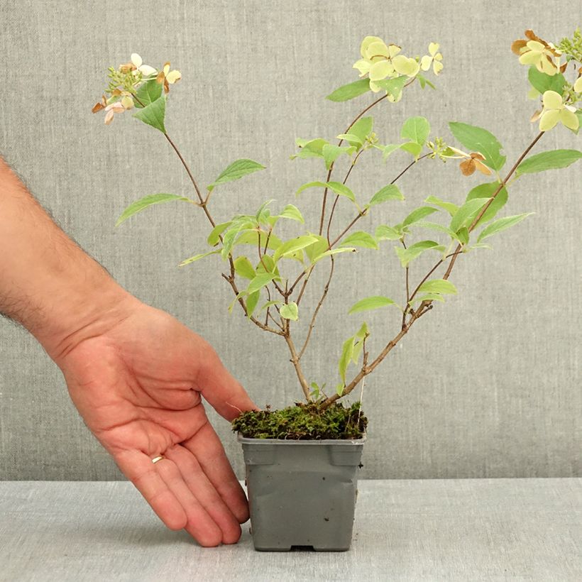 Esemplare di Hydrangea paniculata Confetti - Ortensia paniculata Vasetto da 8/9 cm consegnato in estate