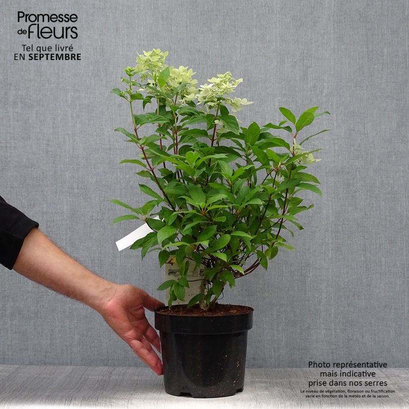 Esemplare di Hydrangea paniculata Confetti - Ortensia paniculata Vaso da 2L/3L come consegnato in autunno