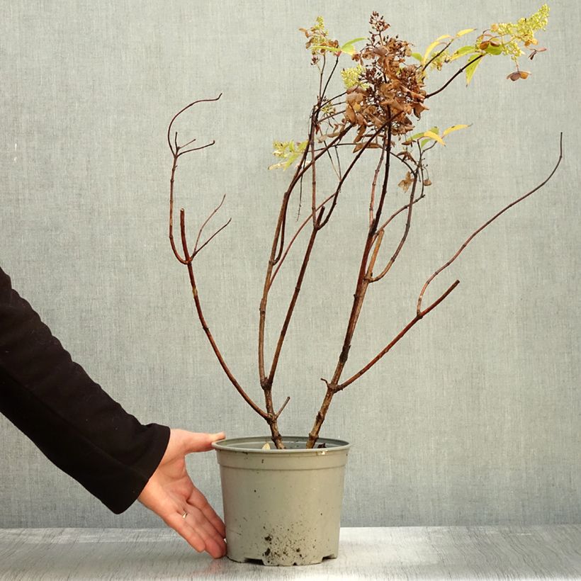 Esemplare di Hydrangea paniculata Dentelle De Gorron - Ortensia paniculata Vaso da 3L/4L come consegnato in autunno