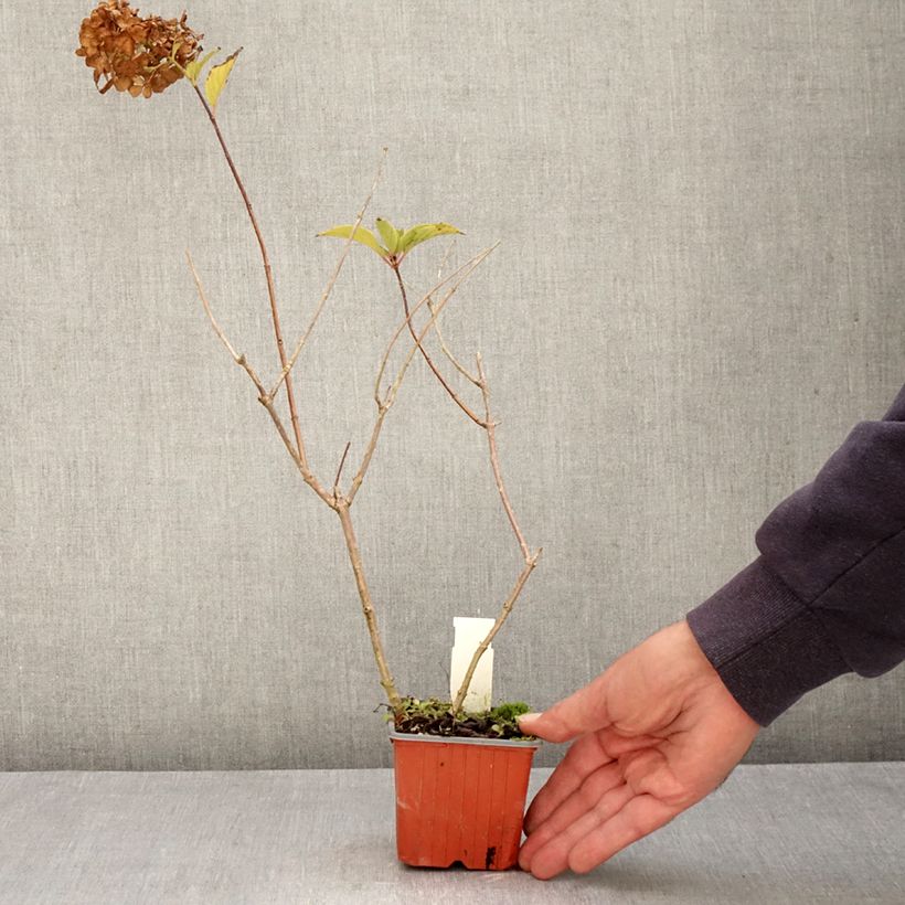 Esemplare di Hydrangea paniculata Dharuma - Ortensia paniculata Vasetto da 8/9 cm come consegnato in autunno