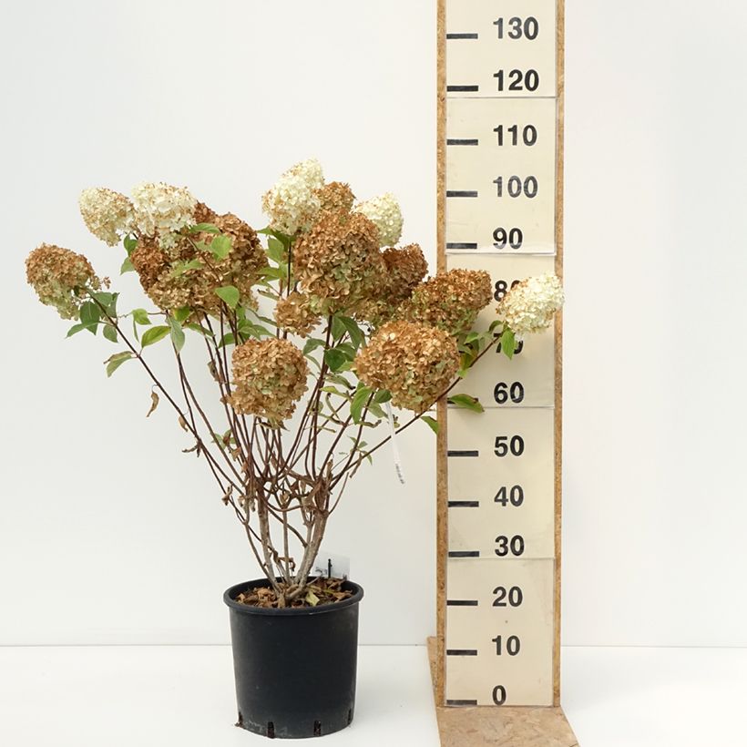 Esemplare di Hydrangea paniculata Diamantino - Ortensia paniculata Vaso da 12L/15L consegnato in estate