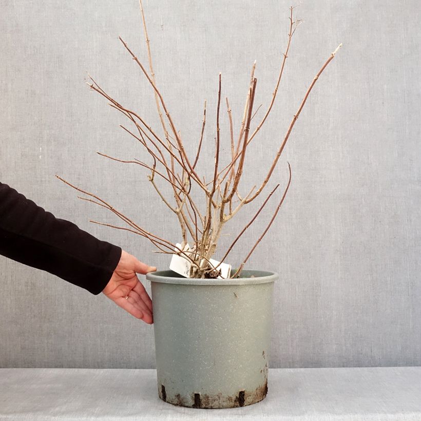 Hydrangea paniculata Diamantino - Ortensia paniculata Vaso da 12L/15L esemplare consegnato in inverno