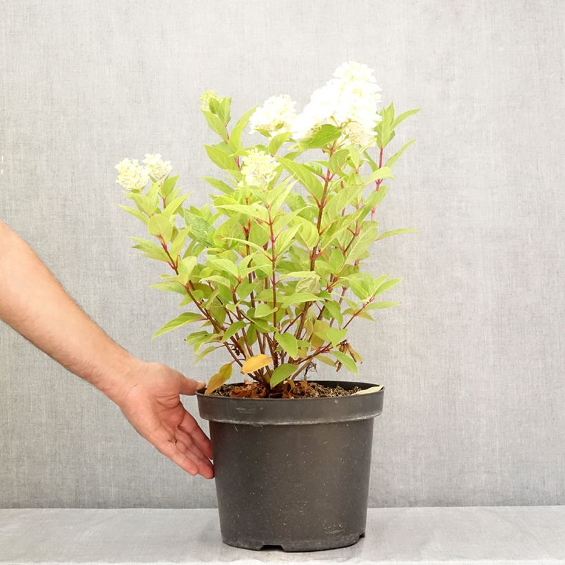 Esemplare di Hydrangea paniculata Fraise Melba - Ortensia paniculata Vaso da 7,5L/10L consegnato in estate