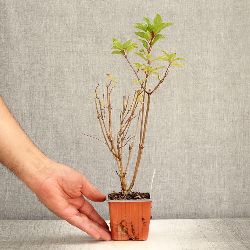 Esemplare di Hydrangea paniculata Graffiti - Ortensia paniculata Vasetto da 8/9 cm consegnato in estate