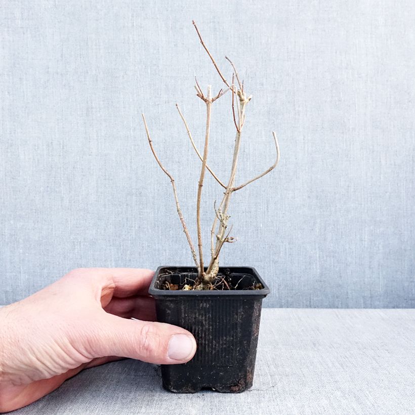 Hydrangea paniculata Graffiti - Ortensia paniculata Vasetto da 8/9 cm esemplare consegnato in inverno