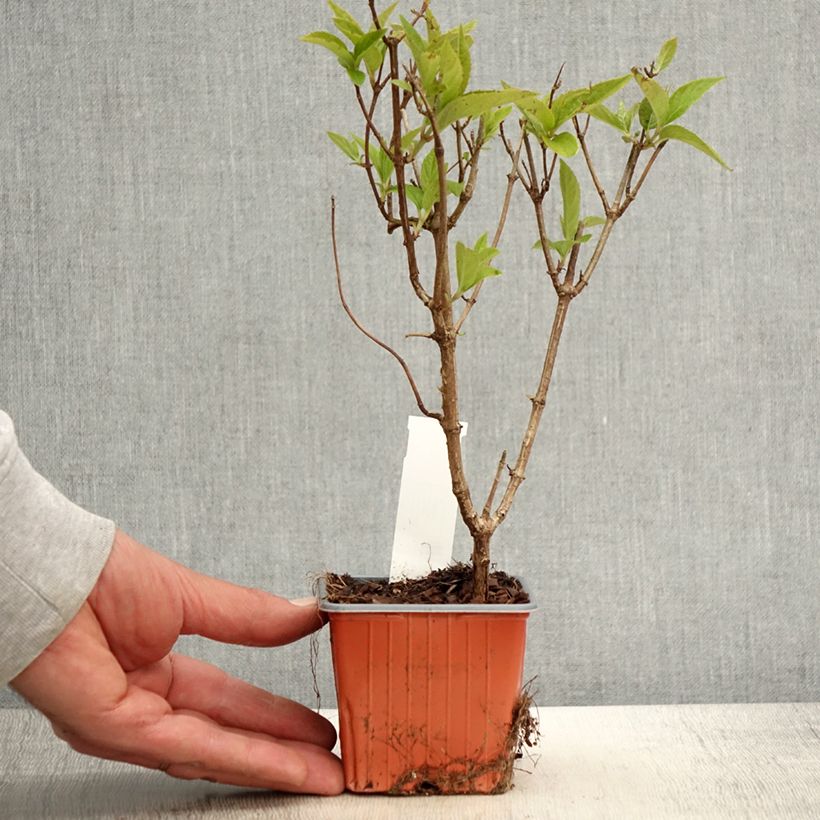 Hydrangea paniculata Graffiti - Ortensia paniculata Vasetto da 8/9 cm esemplare consegnato in primavera