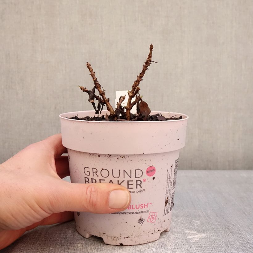 Hydrangea paniculata Groundbreaker - Ortensia paniculata Vaso da 1L/1,5L esemplare consegnato in inverno