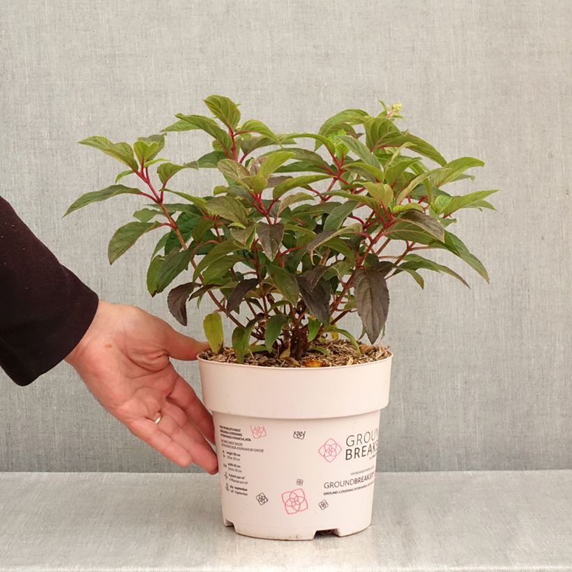 Esemplare di Hydrangea paniculata Groundbreaker - Ortensia paniculata Vaso da 3L/4L come consegnato in autunno