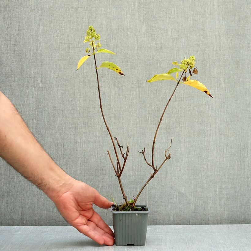 Esemplare di Hydrangea paniculata Levana - Ortensia paniculata Vasetto da 8/9 cm come consegnato in autunno