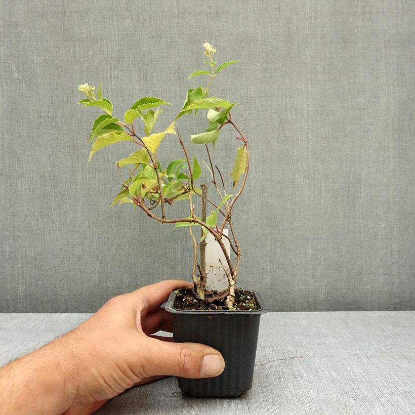Esemplare di Hydrangea paniculata Levana - Ortensia paniculata Vasetto da 8/9 cm consegnato in estate