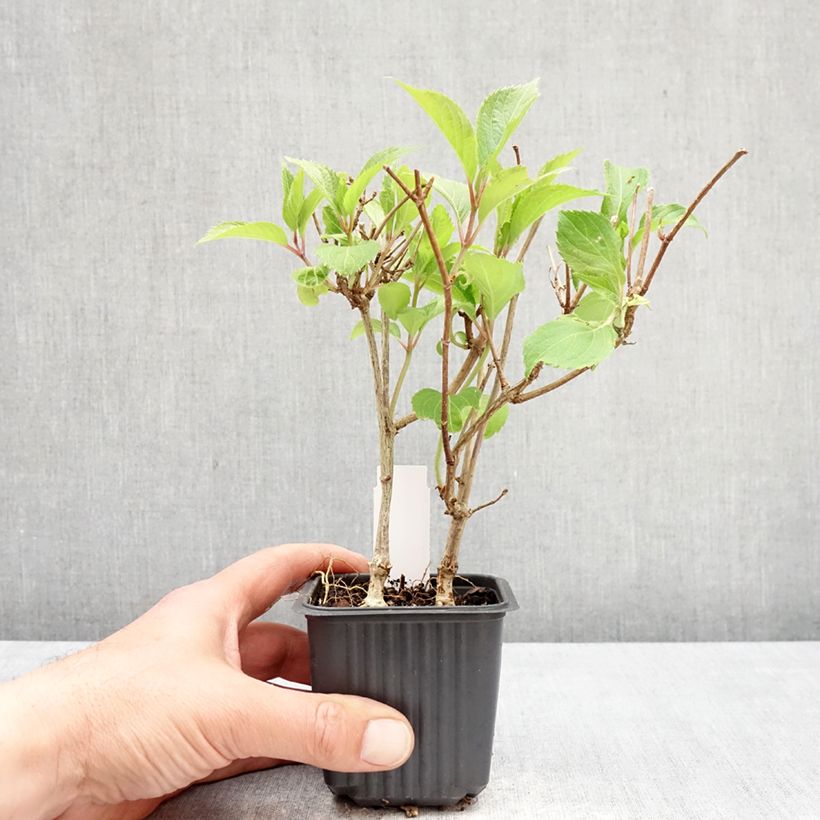 Hydrangea paniculata Levana - Ortensia paniculata Vasetto da 8/9 cm esemplare consegnato in primavera