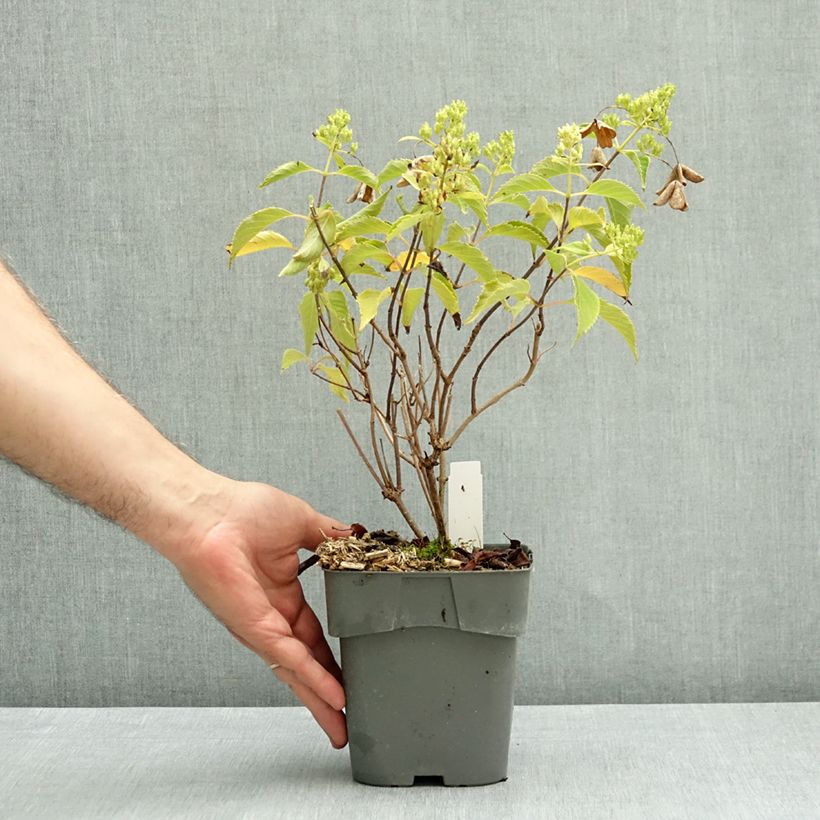 Esemplare di Hydrangea paniculata Levana - Ortensia paniculata Vaso da 2L/3L come consegnato in autunno