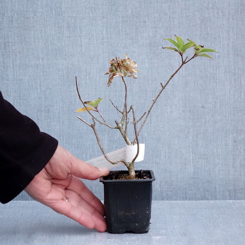 Esemplare di Hydrangea paniculata Limelight - Ortensia paniculata Vasetto da 8/9 cm come consegnato in autunno