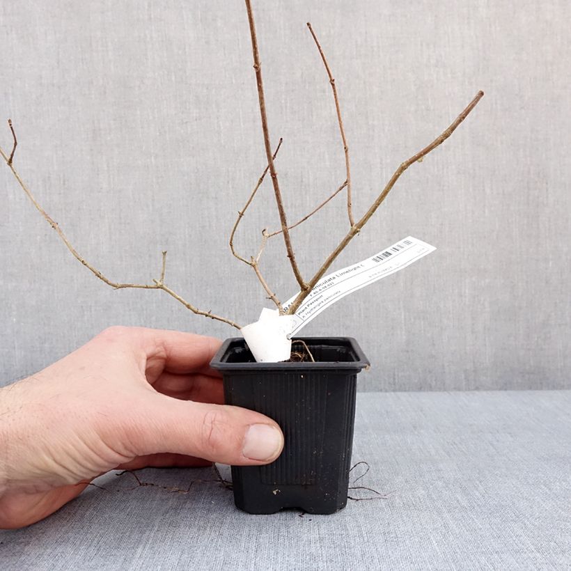 Hydrangea paniculata Limelight - Ortensia paniculata Vasetto da 8/9 cm esemplare consegnato in inverno