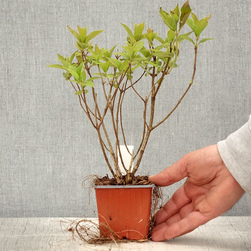 Hydrangea paniculata Limelight - Ortensia paniculata Vasetto da 8/9 cm esemplare consegnato in primavera