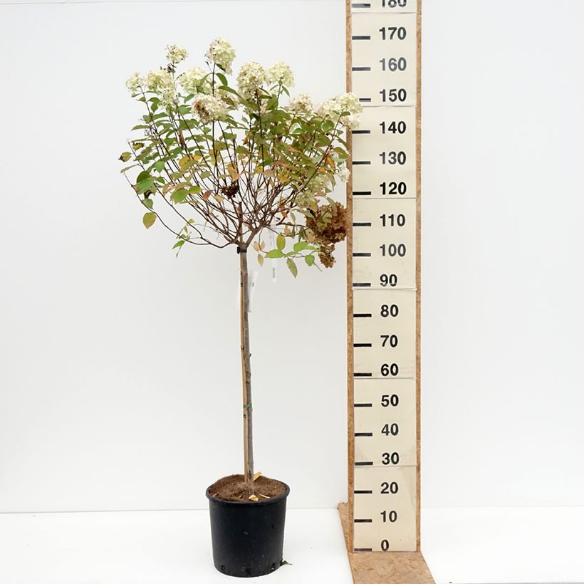 Esemplare di Hydrangea paniculata Limelight - Ortensia paniculata Vaso da 12L/15L come consegnato in autunno