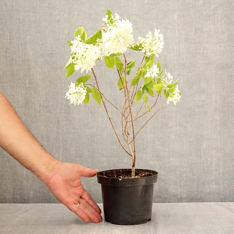 Esemplare di Hydrangea paniculata Limelight - Ortensia paniculata Vaso da 3L/4L consegnato in estate