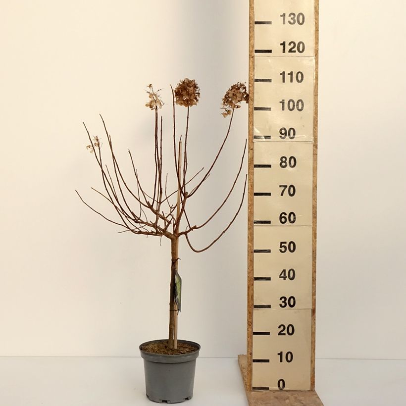 Hydrangea paniculata Limelight - Ortensia paniculata Vaso da 3L/4L esemplare consegnato in inverno