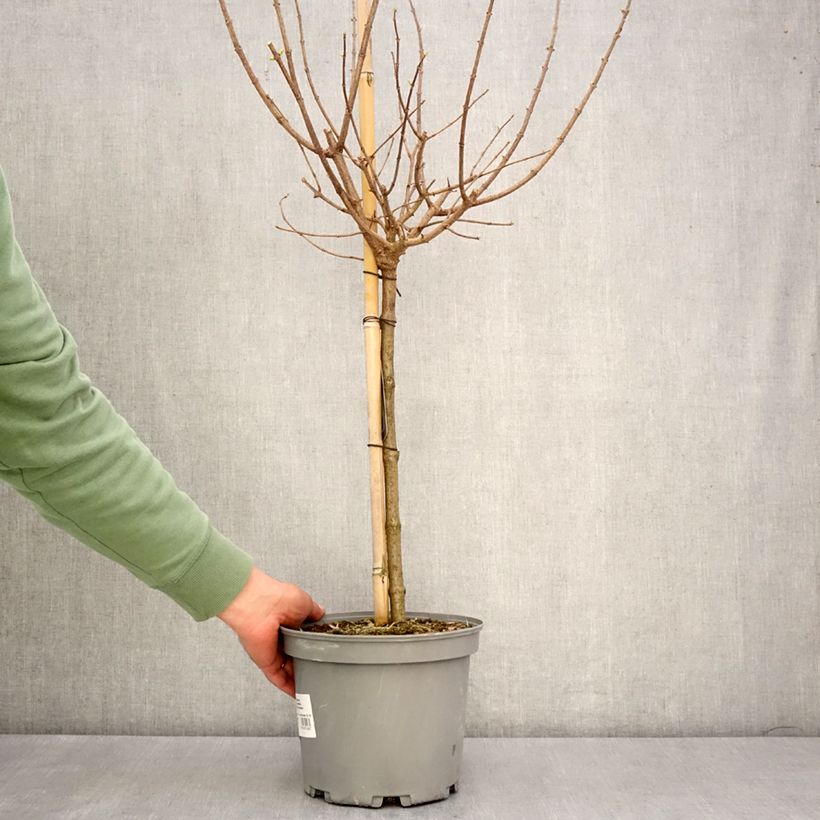 Hydrangea paniculata Limelight - Ortensia paniculata Vaso da 3L/4L, Vaso impalcato esemplare consegnato in primavera