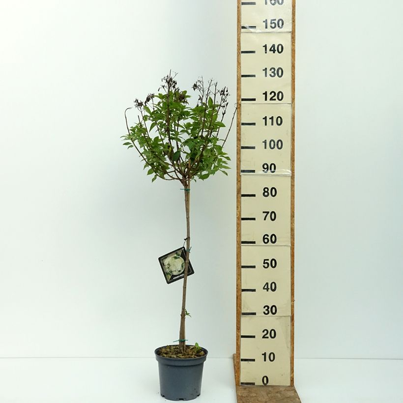 Esemplare di Hydrangea paniculata Limelight - Ortensia paniculata Vaso da 3L/4L, Vaso impalcato consegnato in estate