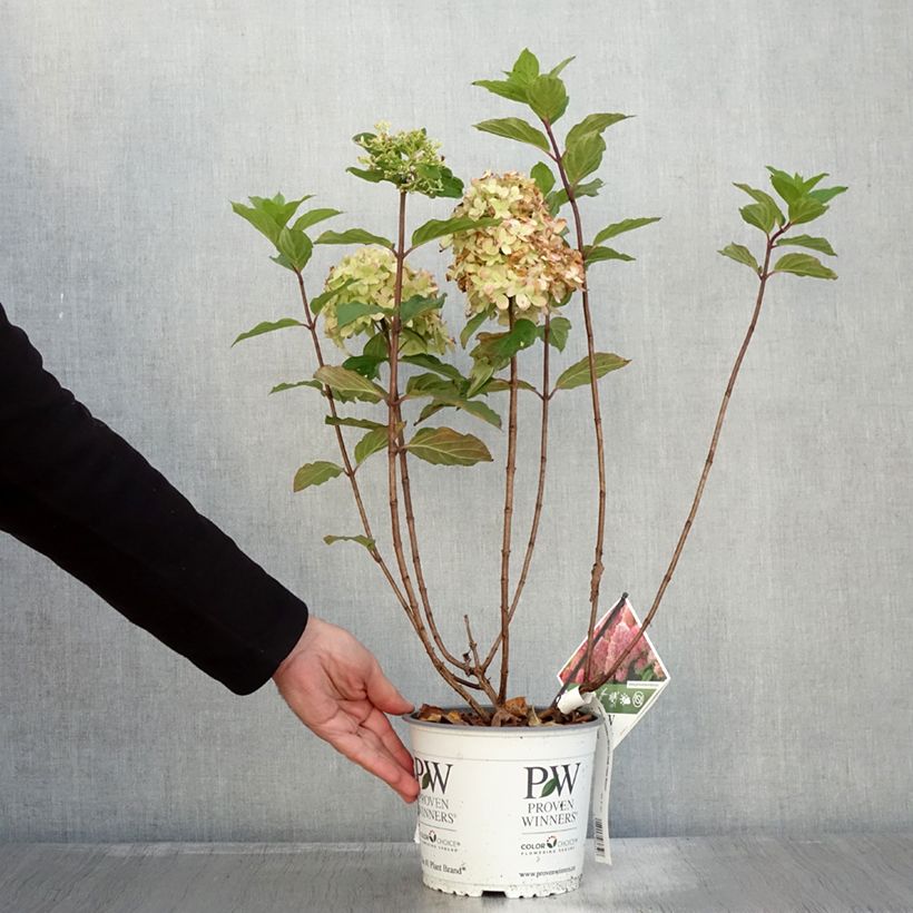 Esemplare di Hydrangea paniculata Limelight Prime- Ortensia paniculata Vaso da 3L/4L come consegnato in autunno